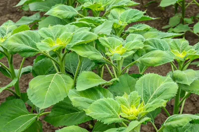 Sonnenblumenblätter & -blüten