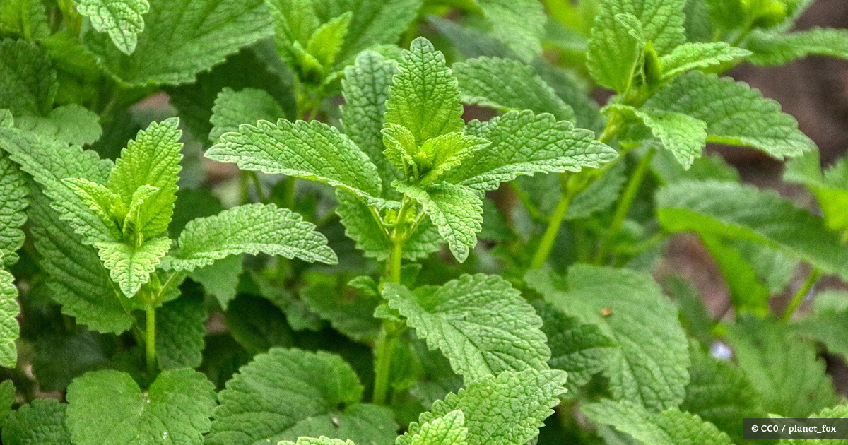 Melisse (Zitronenmelisse)