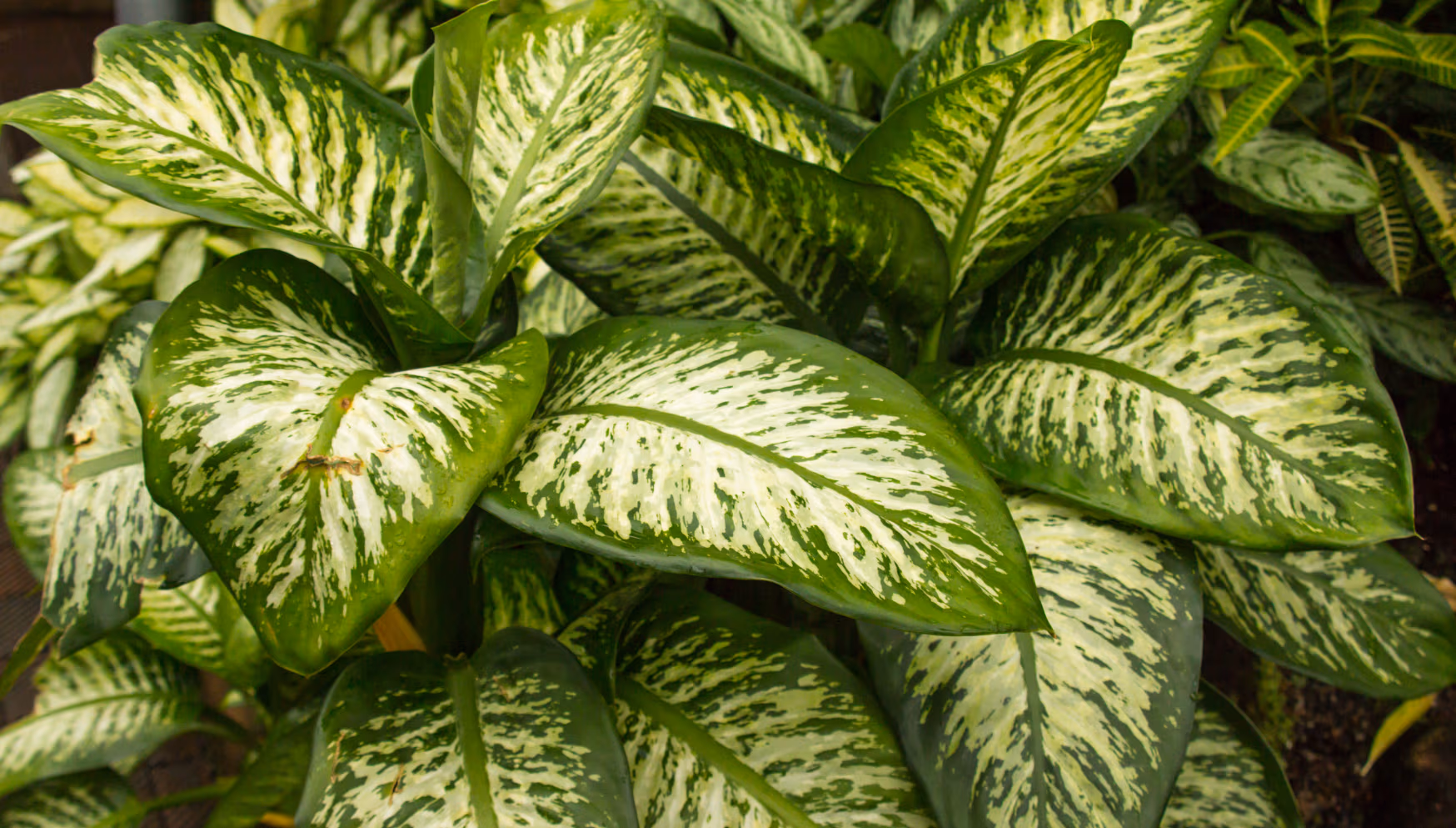 Dieffenbachia (Schweigrohr)