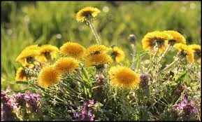 Löwenzahn im Frühling