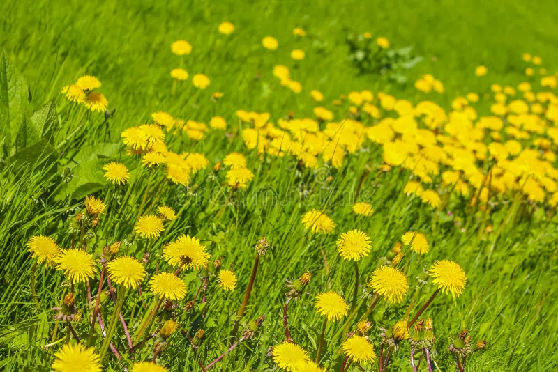 Löwenzahn im Sommer