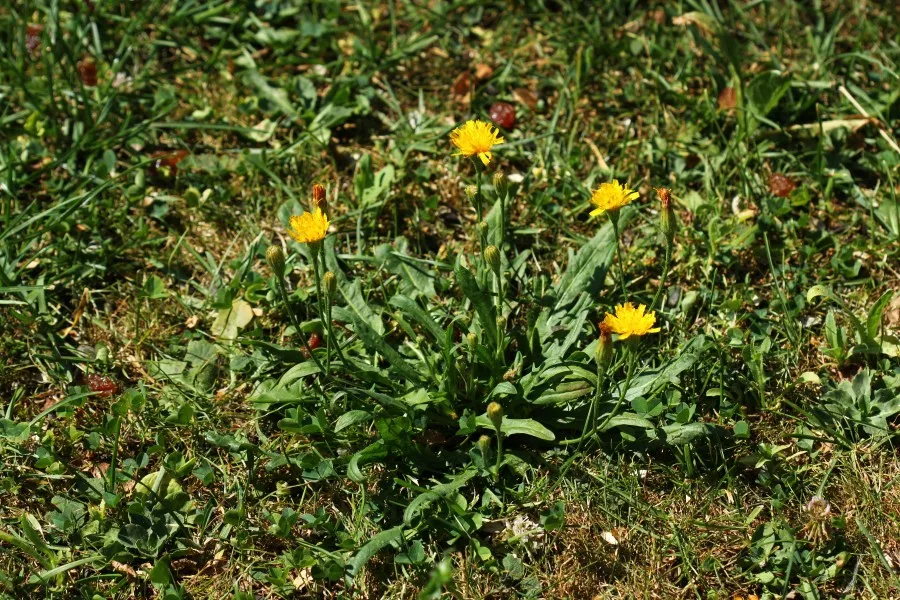 Löwenzahn im Herbst